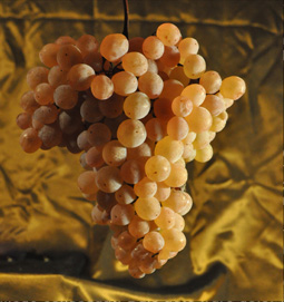 uve per vinsanto